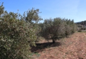 Terreny no urbanitzable en venda a la España, la Vall d'Alba, ref.: TR237231 foto