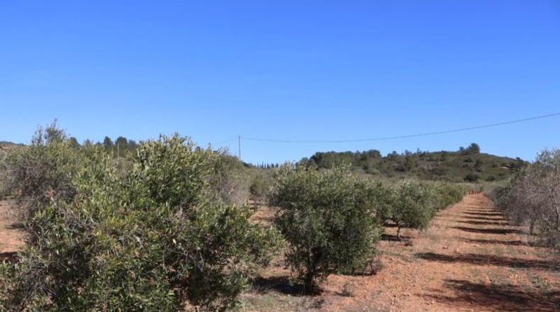 Castellon - Vall d'Alba - 12283m2