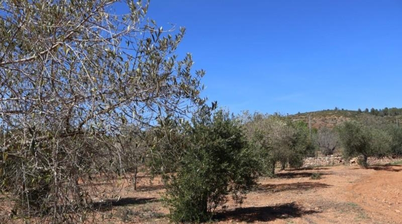 Castellon - Vall d'Alba - 12283m2