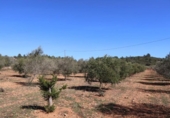 Terreny no urbanitzable en venda a la España, la Vall d'Alba, ref.: TR237231 foto