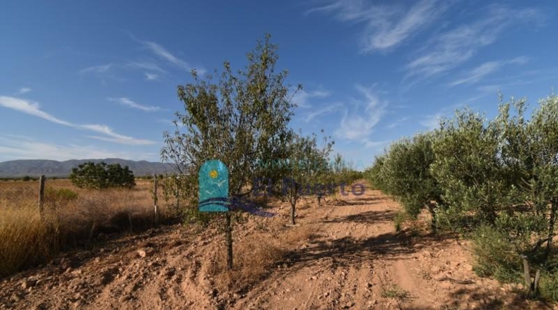 Murcia - Фуэнте Аламо де Мурсия - 15967m2