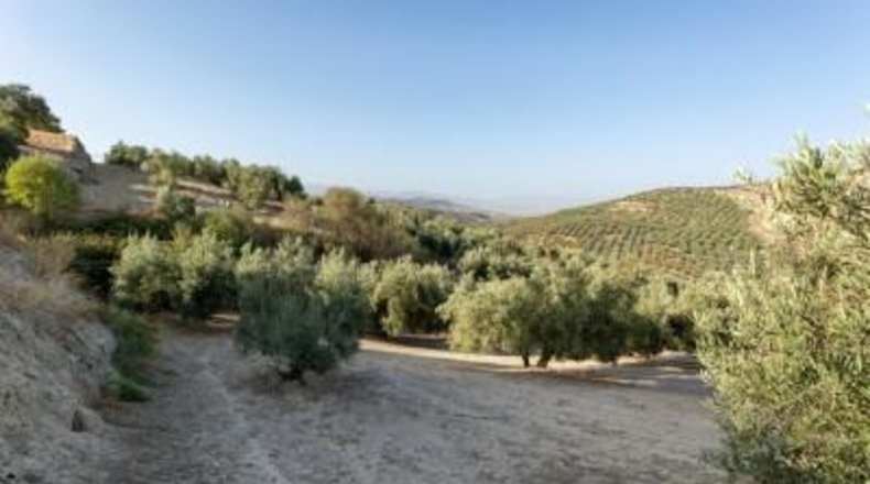 Granada - Alfacar - 10580m2