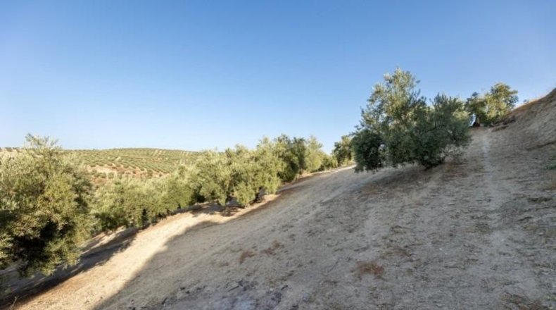 Granada - Alfacar - 10580m2