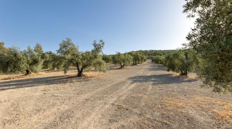 Granada - Alfacar - 10580m2