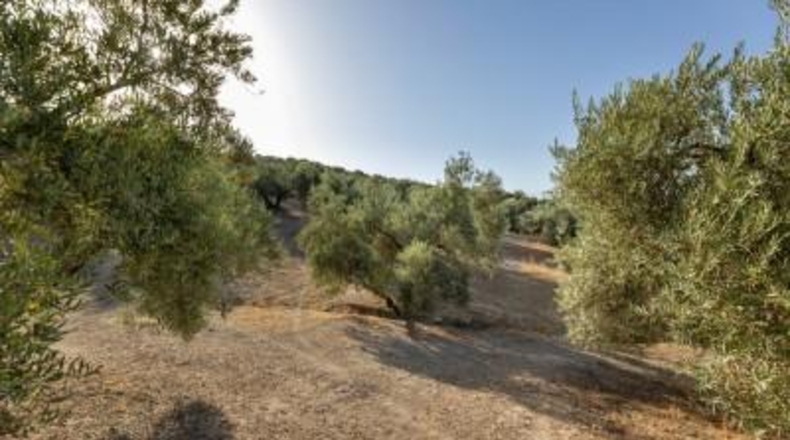 Granada - Alfacar - 10580m2