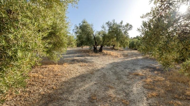 Granada - Alfacar - 10580m2