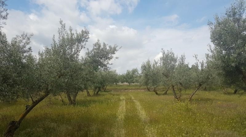 Astúries - Los Llanos - 2061m2