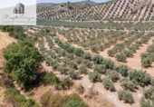 Terreno no urbanizable en venta en la España, Deifontes, ref: TR327747 foto