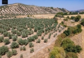 Terreno no urbanizable en venta en la España, Deifontes, ref: TR327861 foto