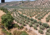 Terreno no urbanizable en venta en la España, Deifontes, ref: TR327861 foto