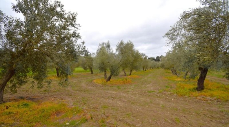 Balearic Islands - Llubí - 3603m2