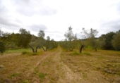 Terreno no urbanizable en venta en la España, Llubí, ref: TR268902 foto