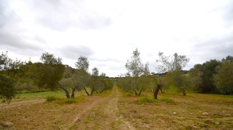 Balearic Islands - Llubí - 3603m2