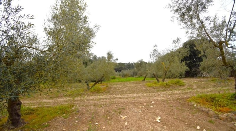 Balearic Islands - Llubí - 3603m2