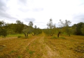 Terreno no urbanizable en venta en la España, Llubí, ref: TR268902 foto