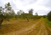 Terreno no urbanizable en venta en la España, Llubí, ref: TR268902 foto