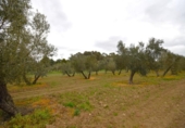 Terreno no urbanizable en venta en la España, Llubí, ref: TR268902 foto