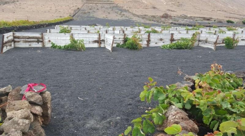 Las Palmas - Tinajo - 4500m2