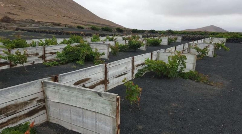 Las Palmas - Tinajo - 4500m2