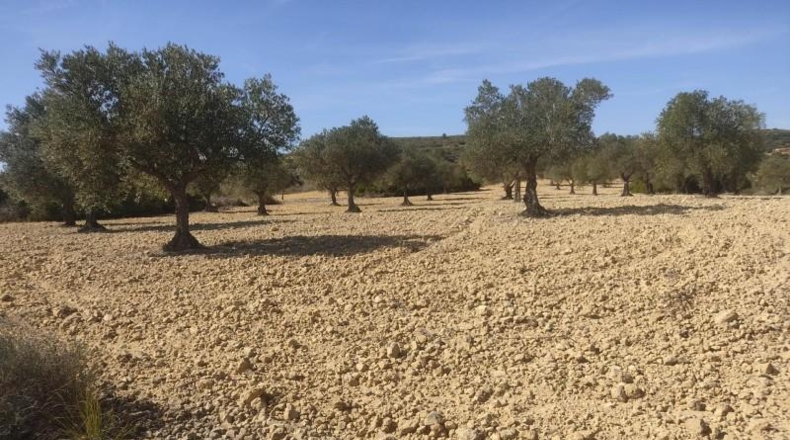 Albacete - Almansa - 15000m2