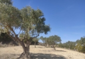 Terreno no urbanizable en venta en la España, Almansa, ref: TR128772 foto