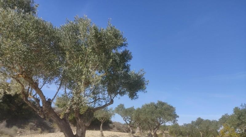 Albacete - Almansa - 15000m2