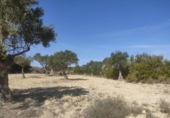 Terreno no urbanizable en venta en la España, Almansa, ref: TR128772 foto