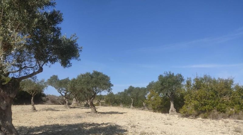 Albacete - Almansa - 15000m2