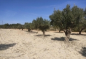Terreno no urbanizable en venta en la España, Almansa, ref: TR128772 foto