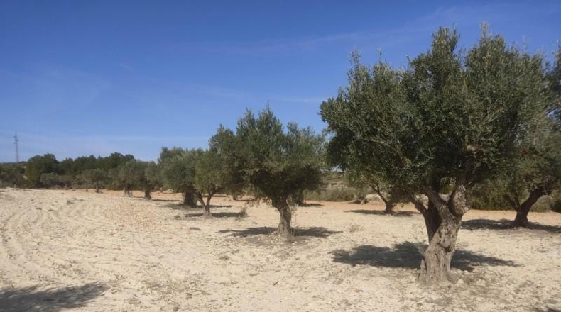 Albacete - Almansa - 15000m2