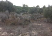 Terreno no urbanizable en venta en la España, Benissanet, ref: TR351082 foto
