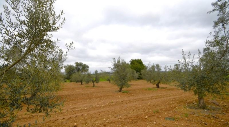 Balearic Islands - Muro - 3702m2