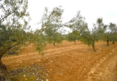 Terreno no urbanizable en venta en la España, Muro, ref: TR237276 foto
