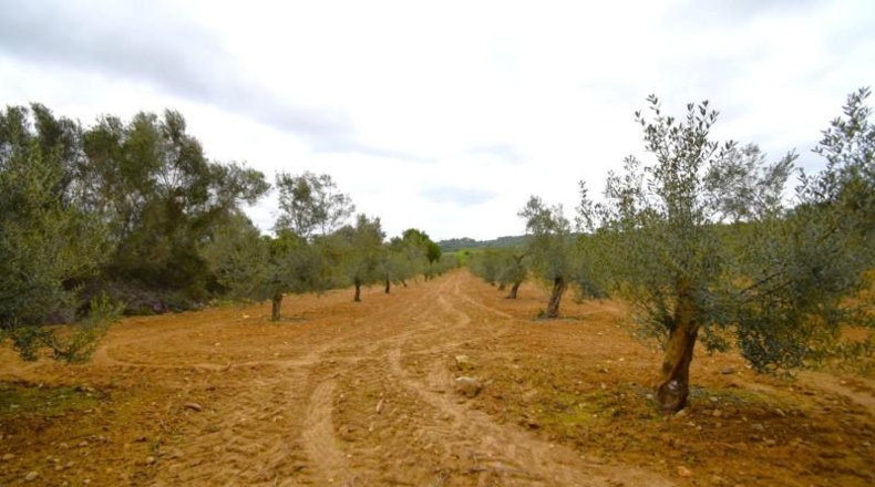 Balearic Islands - Muro - 3702m2