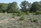 Terreno no urbanizable en venta en la España, Madrid, ref: TR397846 foto