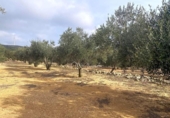 Terreno no urbanizable en venta en la España, el Perelló, ref: TR119073 foto