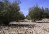 Terreno no urbanizable en venta en la España, Calasparra, ref: TR119432 foto