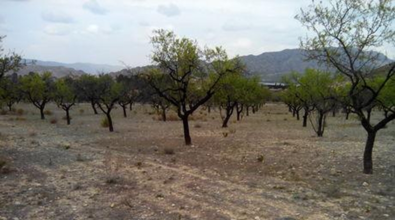 Múrcia - Calasparra - 5000m2