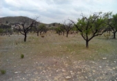 Terreno no urbanizable en venta en la España, Calasparra, ref: TR119455 foto