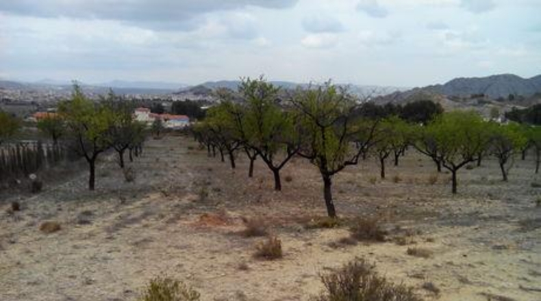 Múrcia - Calasparra - 5000m2