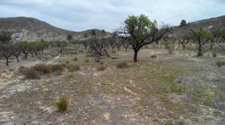 Múrcia - Calasparra - 5000m2