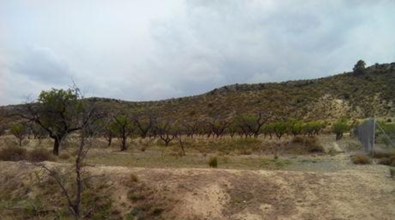Múrcia - Calasparra - 5000m2