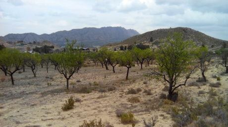 Múrcia - Calasparra - 5000m2
