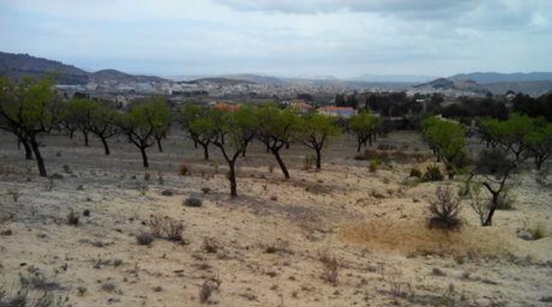 Múrcia - Calasparra - 5000m2
