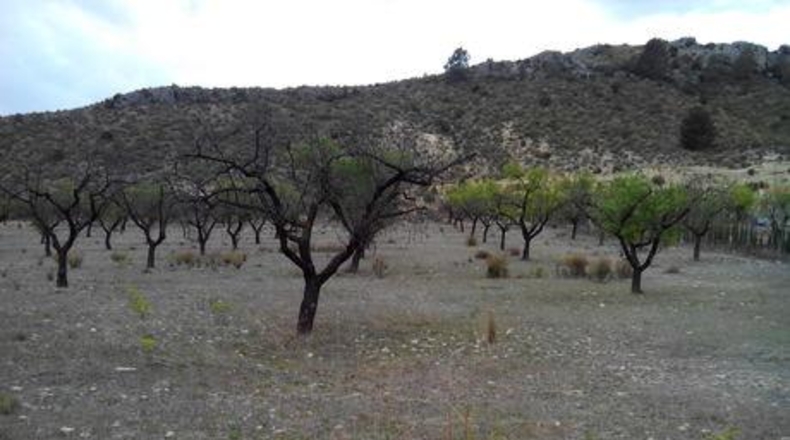 Múrcia - Calasparra - 5000m2