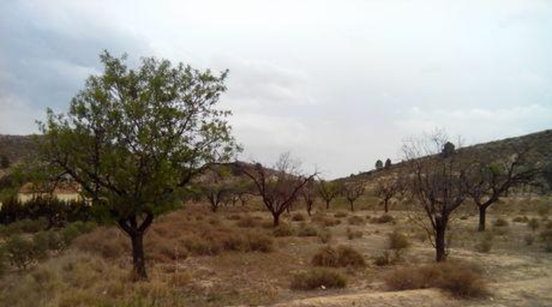 Múrcia - Calasparra - 5000m2