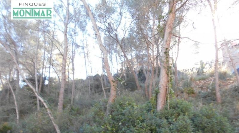 Barcelona - Olivella - 623m2