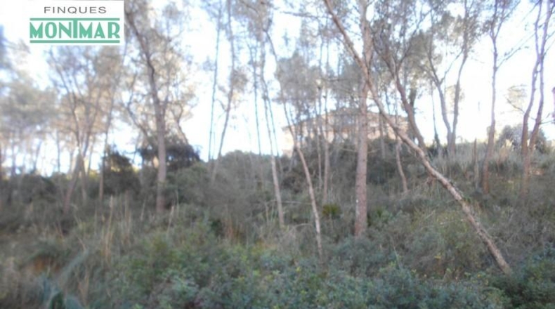 Barcelona - Olivella - 623m2