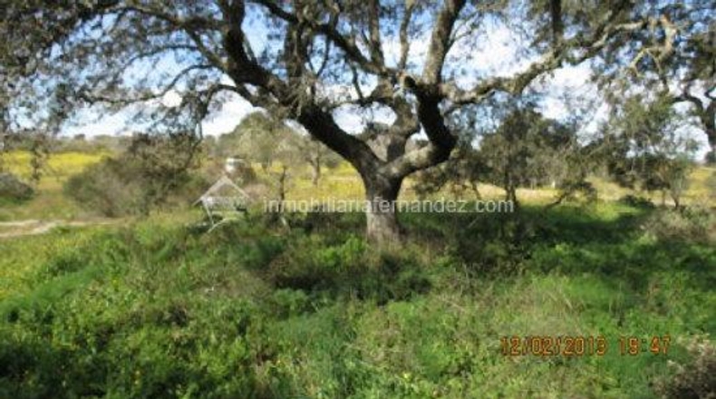 Cáceres - Arroyo de la Luz - 8200m2