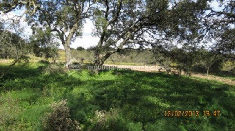 Cáceres - Arroyo de la Luz - 8200m2